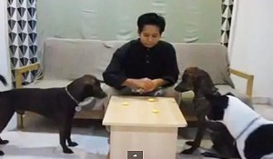 dog