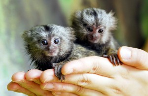 marmoset