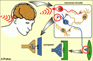 brain-synapses