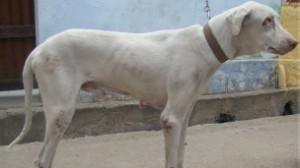 rajapalayam_dog