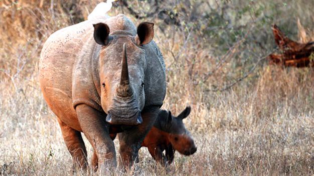 rhino
