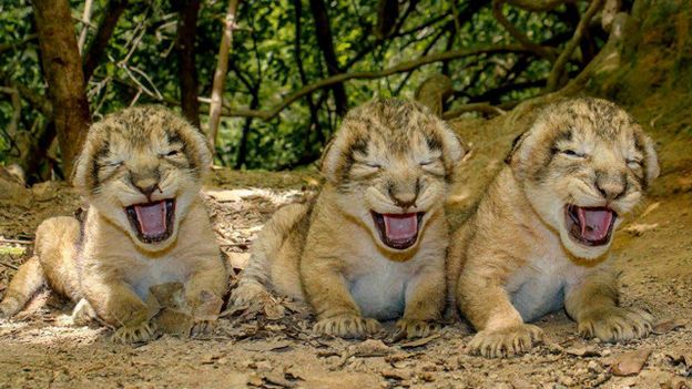 gir_forest_lion1