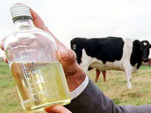 cow-urine34