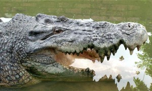 croc