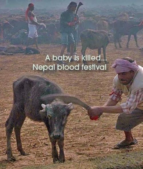 nepal sacrifice