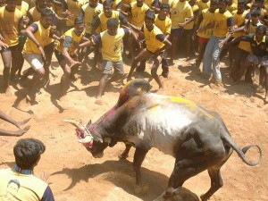 jallikattu-12