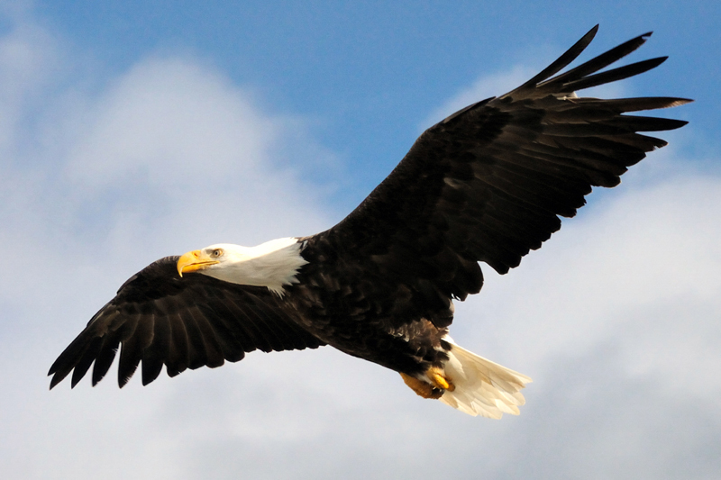 கழுகு -பொது அறிவு தகவல் - தொடர் Eagle